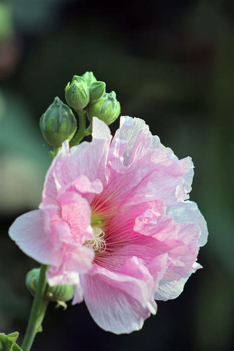 芙蓉 植物